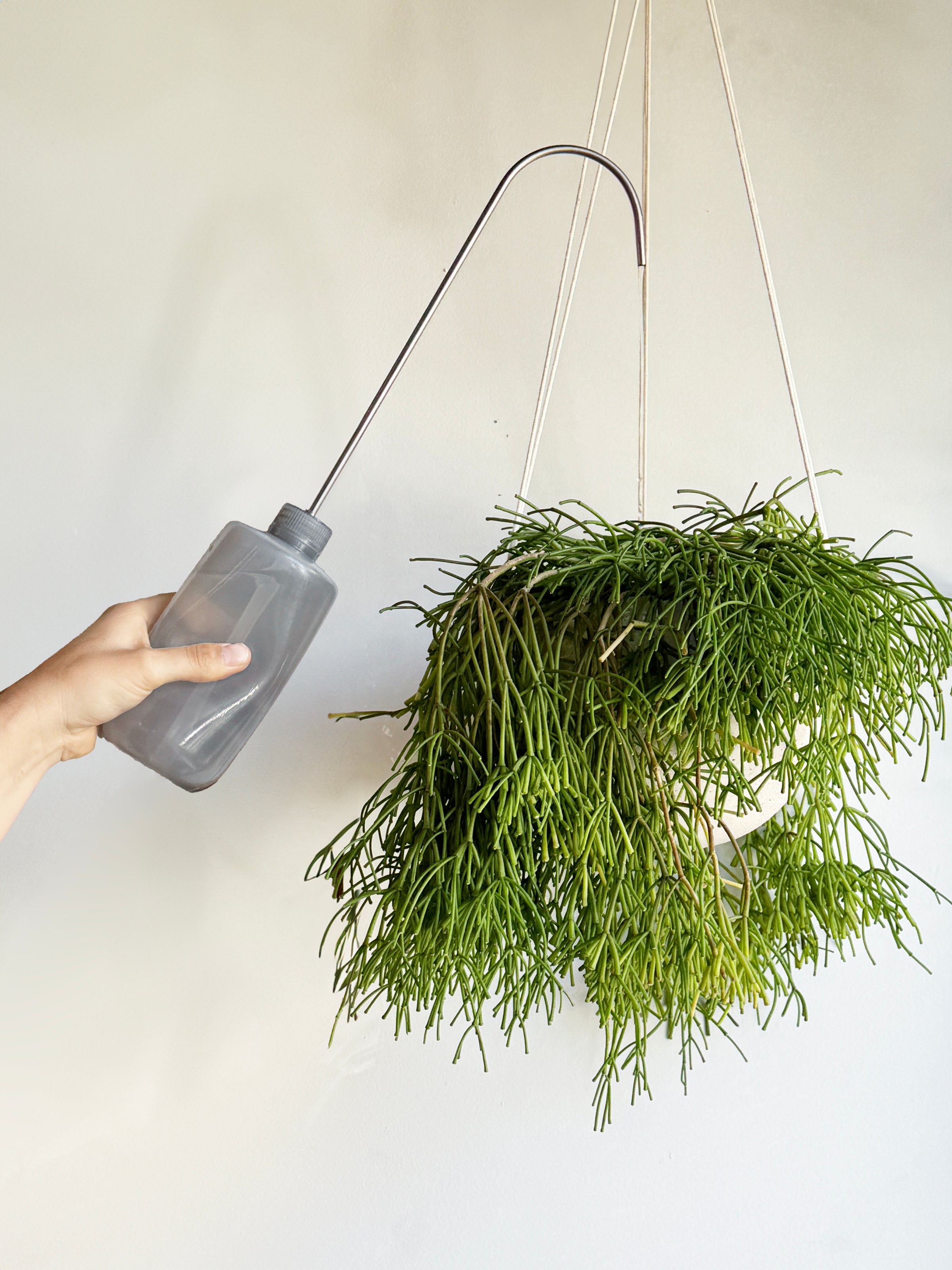 hanging plant watering bottle Watering Bottle for Hanging Plants – Babylon Store