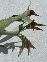 Platycerium Netherlands - Staghorn