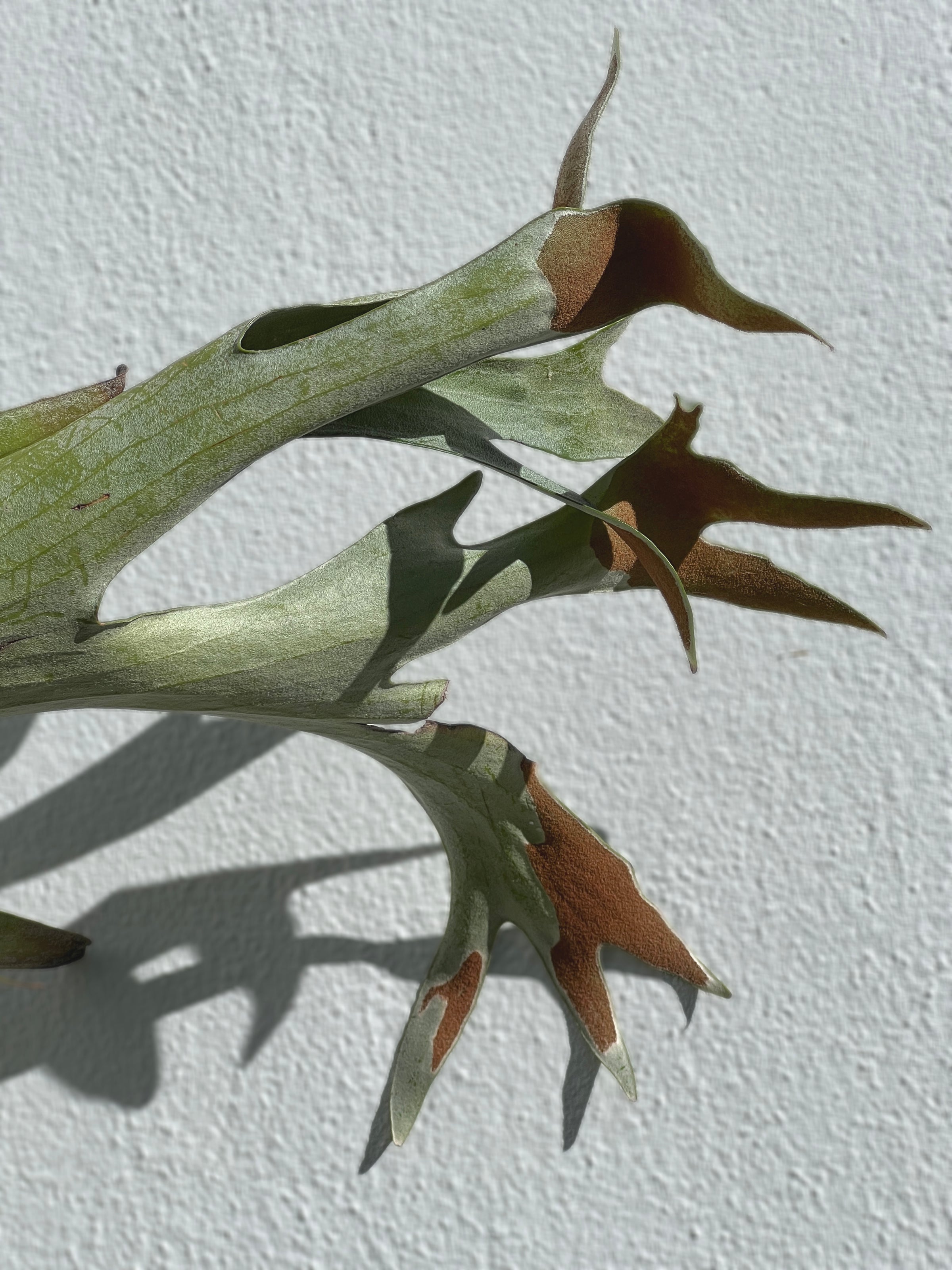 Platycerium Netherlands - Staghorn