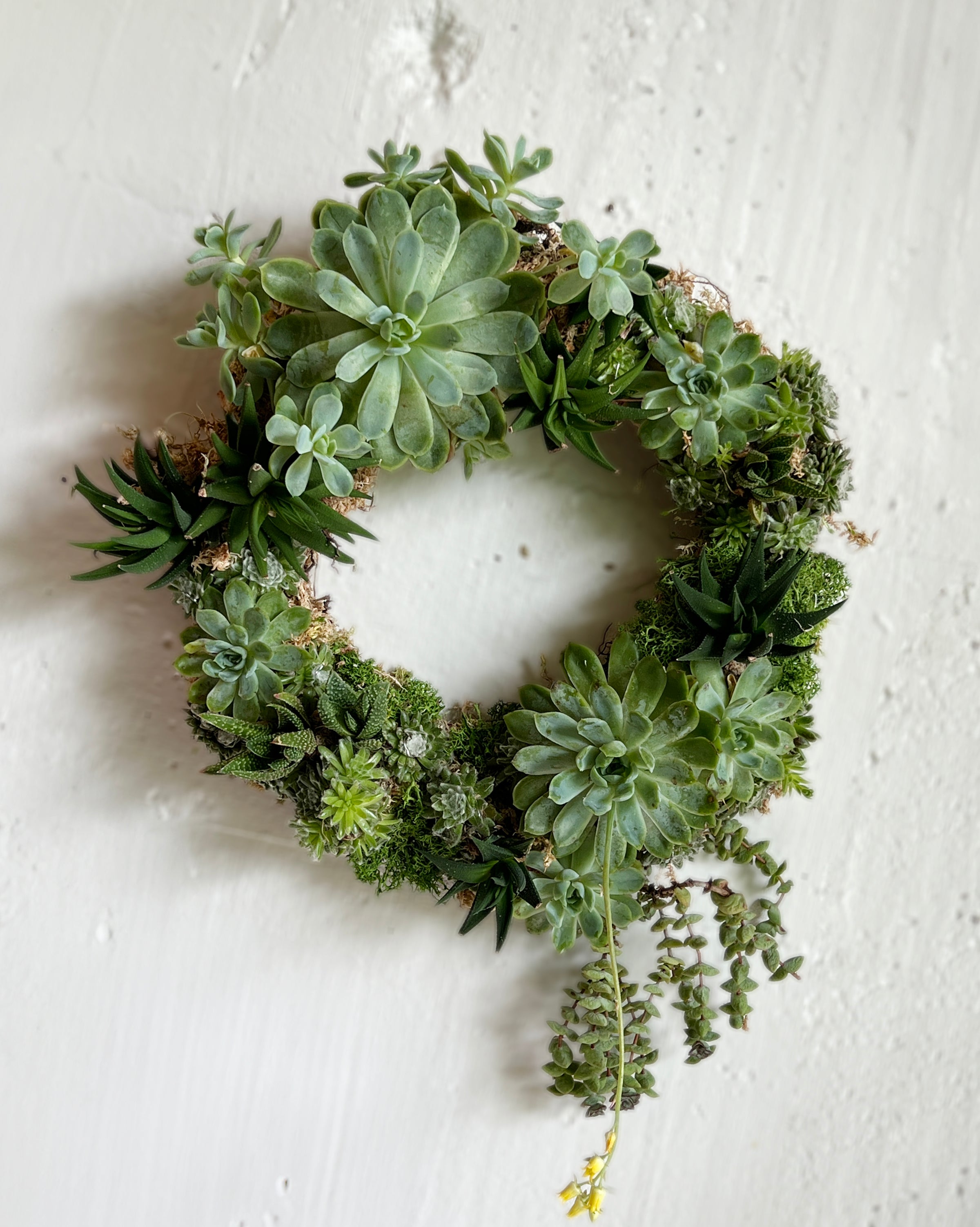 Succulent Wreath