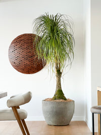 Potted Plant Installations for your home - site visit