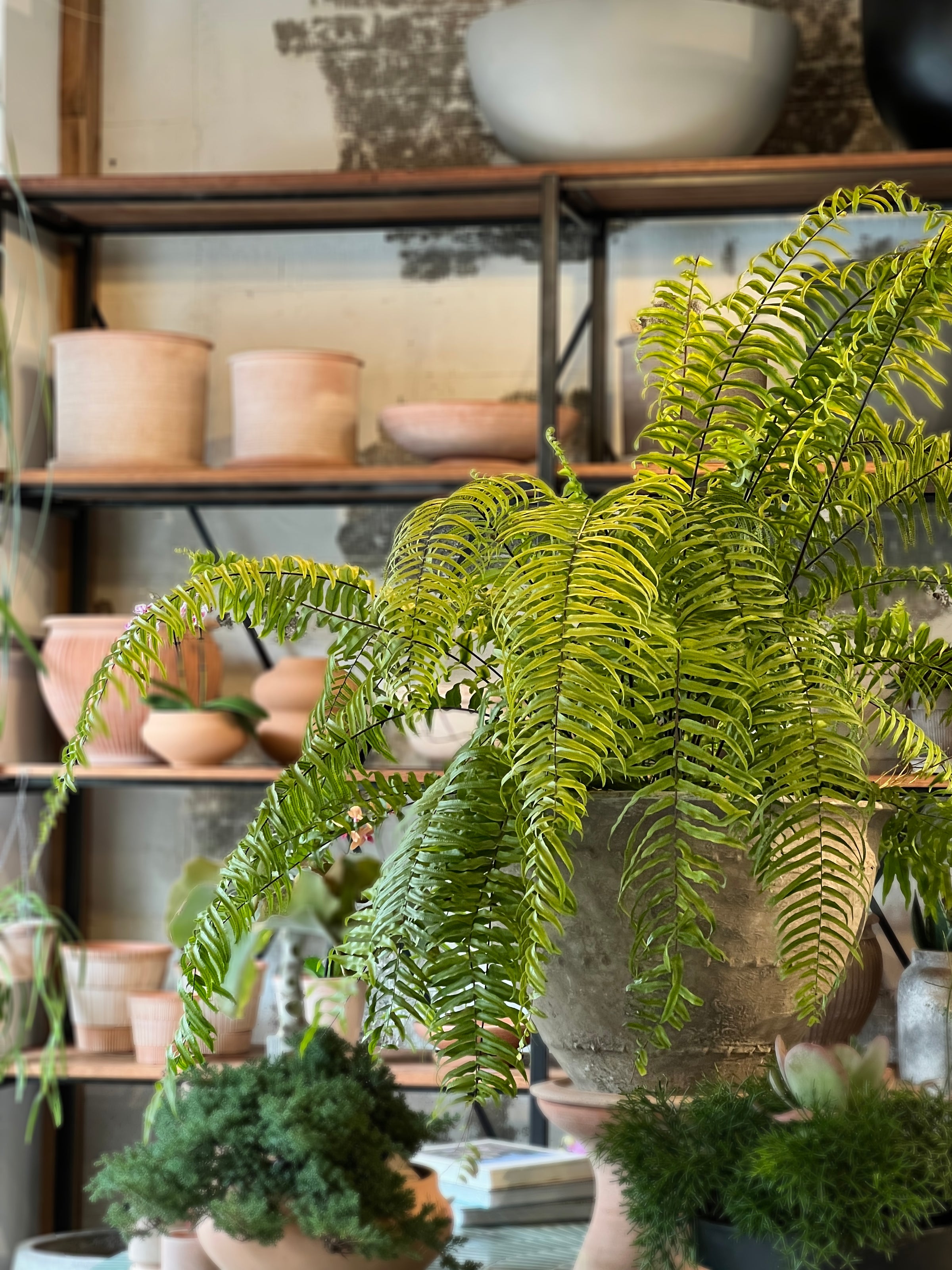 Nephrolepis macho fern