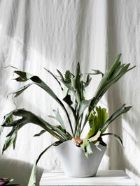 Platycerium Netherlands - Staghorn