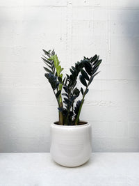 Zamioculcas zamiifolia - Raven ZZ