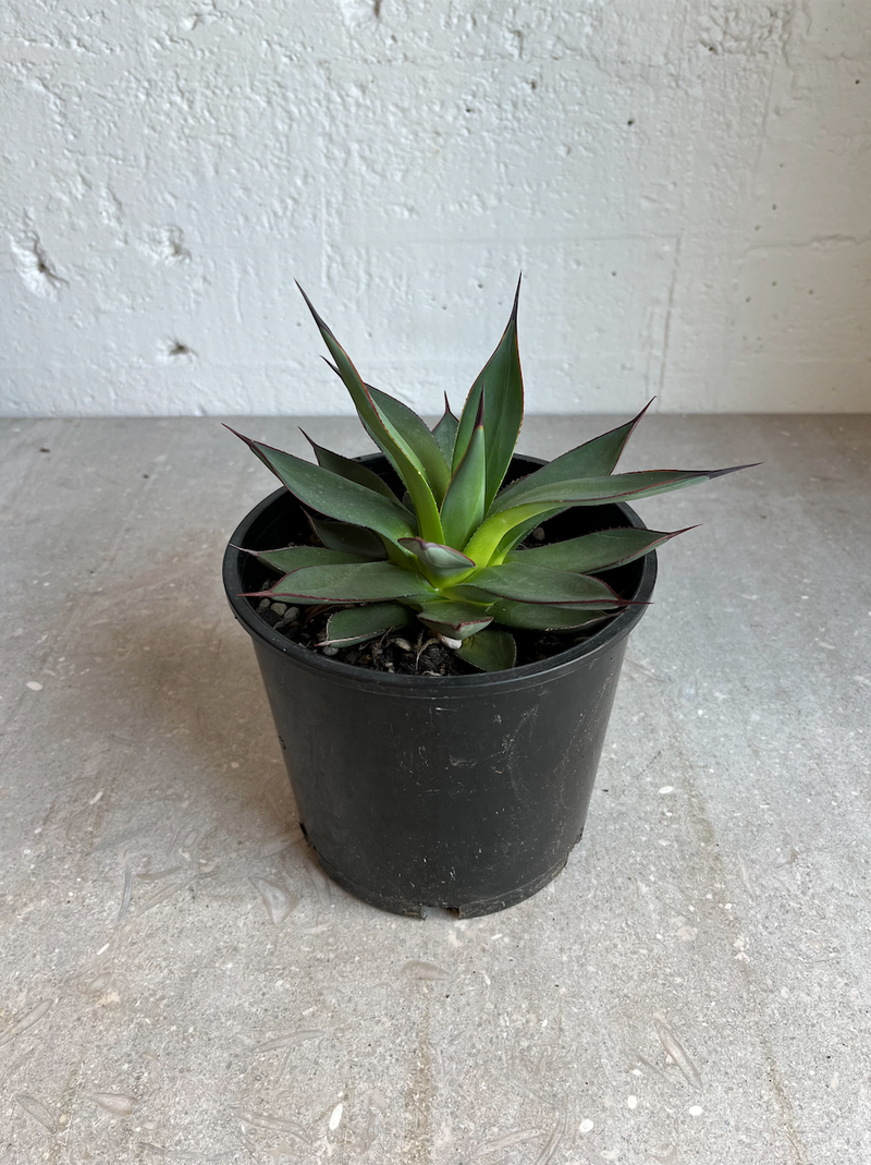 Agave 'Blue Ember'