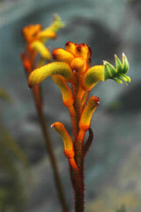 Anigozanthos subsp. (Kangaroo Paws)