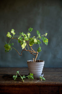 Outdoor Pot