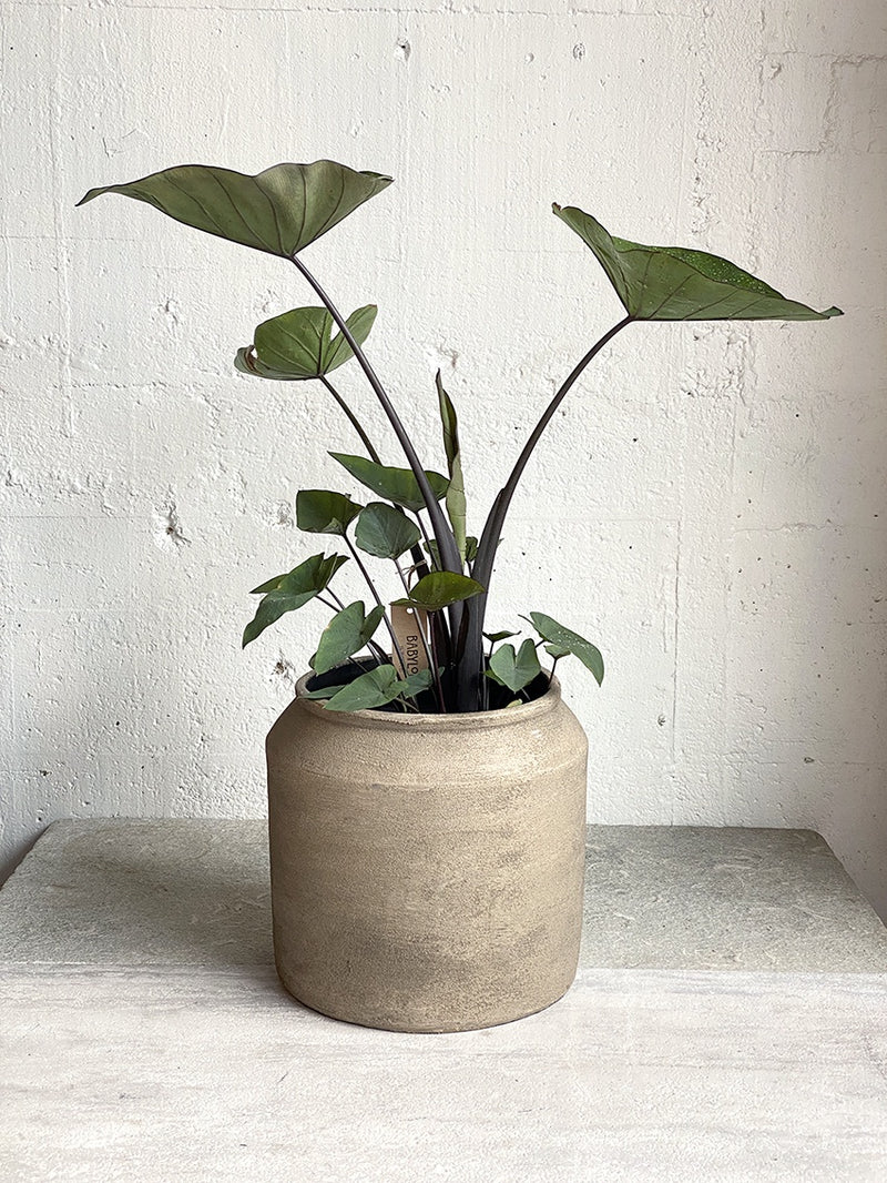 Colocasia: Coffee Cups