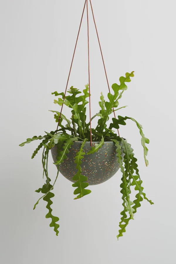 Capra terrazzo dome hanging pot