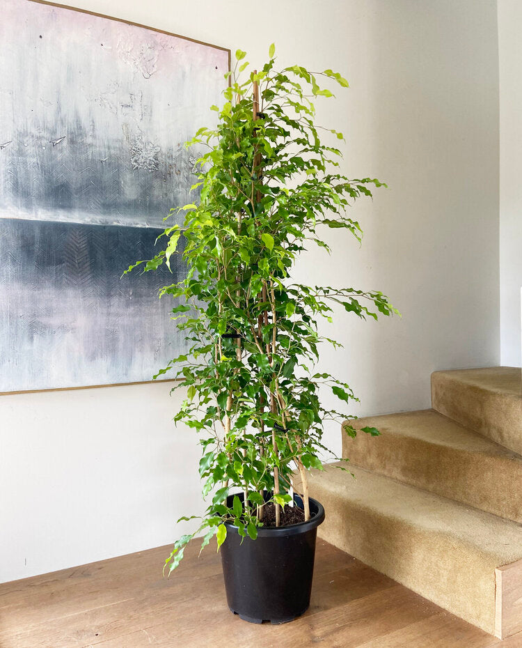 large indoor plants nz Ficus Reginald – Babylon Store