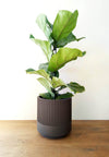 Ficus Lyrata 'Fiddle Leaf Fig'