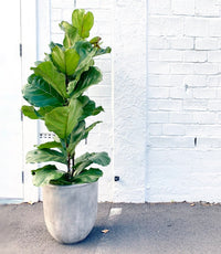 Ficus Lyrata 'Fiddle Leaf Fig'