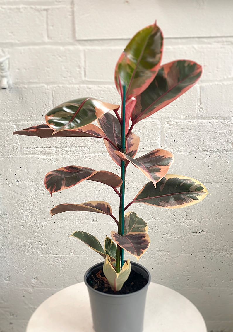 10 Inch Ficus Ruby Ficus 'ruby' – Babylon Store
