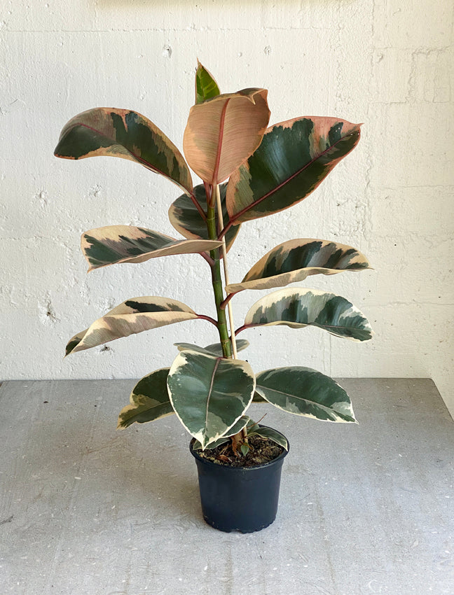 Ficus 'ruby'