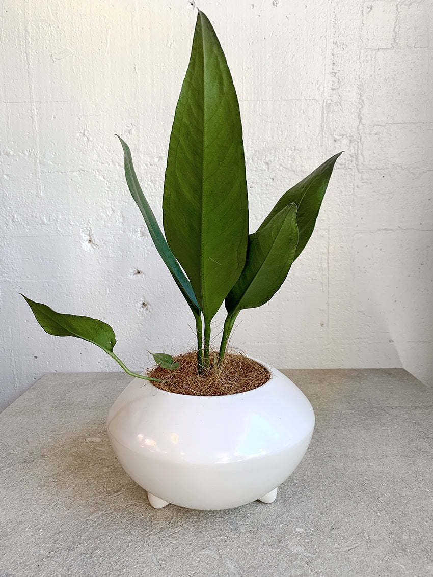 Gidon Bing footed planter
