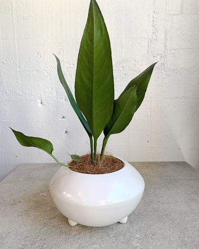 Gidon Bing footed planter