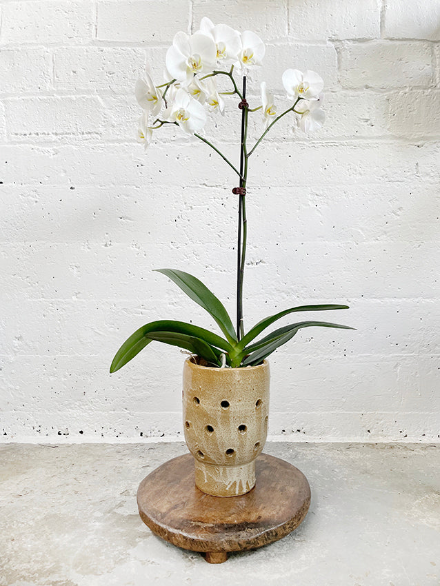 Artist orchid pot
