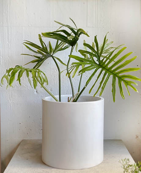 Mikonui cylinder planter