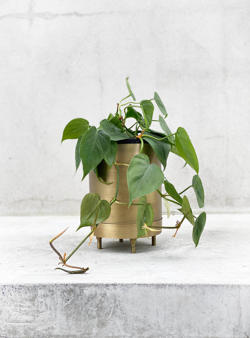 Philodendron scandens