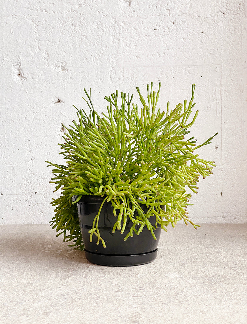 Hatiora 'Cylindra'