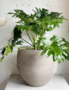 Philodendron Hope