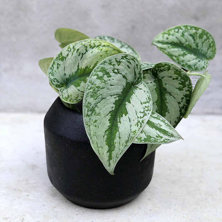 trebi pothos Epipremnum 'Trebie/Exotica' – Babylon Store