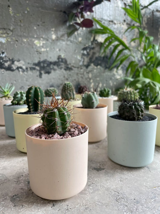 Porcelain tiny cactus set