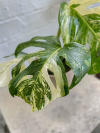 Monstera deliciosa 'Variegata'