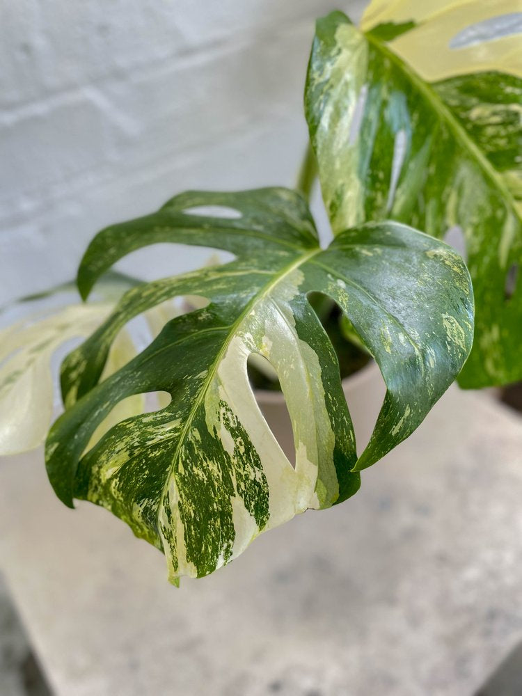 Monstera deliciosa 'Variegata'