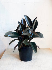 Ficus Elastica ‘Black Knight’