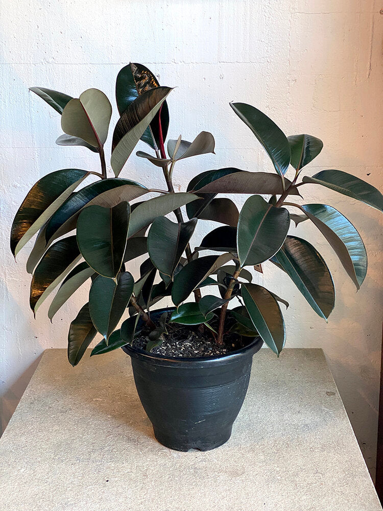 rubber tree black knight Ficus Elastica 'Black Knight' – Babylon Store