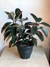 Ficus Elastica ‘Black Knight’