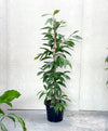 Ficus 'amstel king'