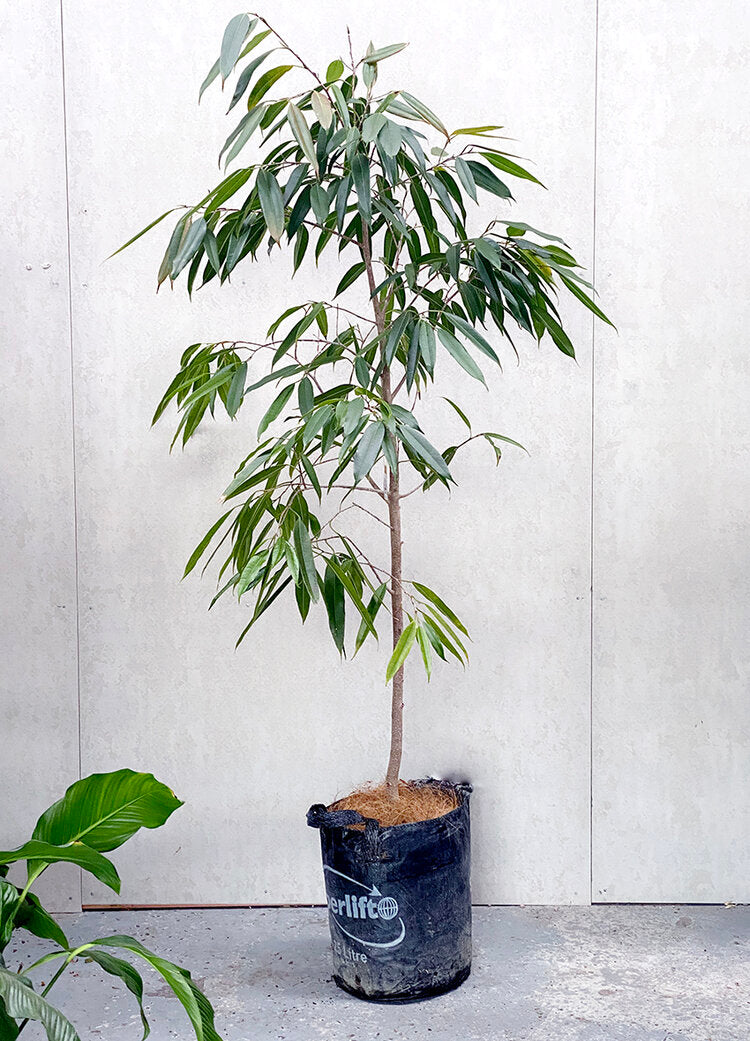 Ficus 'amstel king'