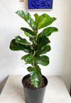 Ficus Lyrata Bambino