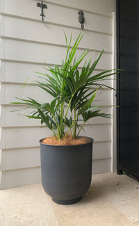 Howea forsteriana 'kentia palm'