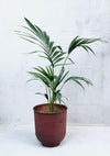 Howea forsteriana 'kentia palm'