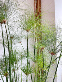 Cyperus papyrus