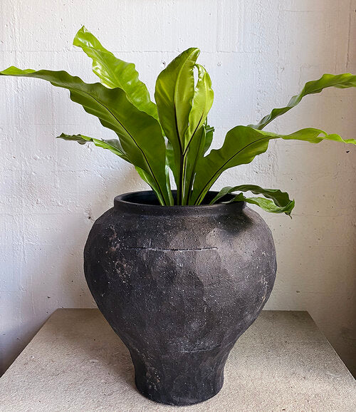 Asplenium nidus  (Birdsnest Fern)