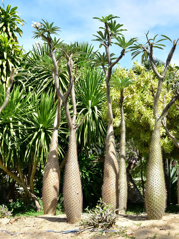 Pachypodium geayi 'Madagascar Palm'