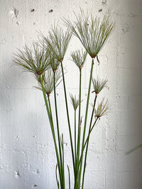 Cyperus papyrus