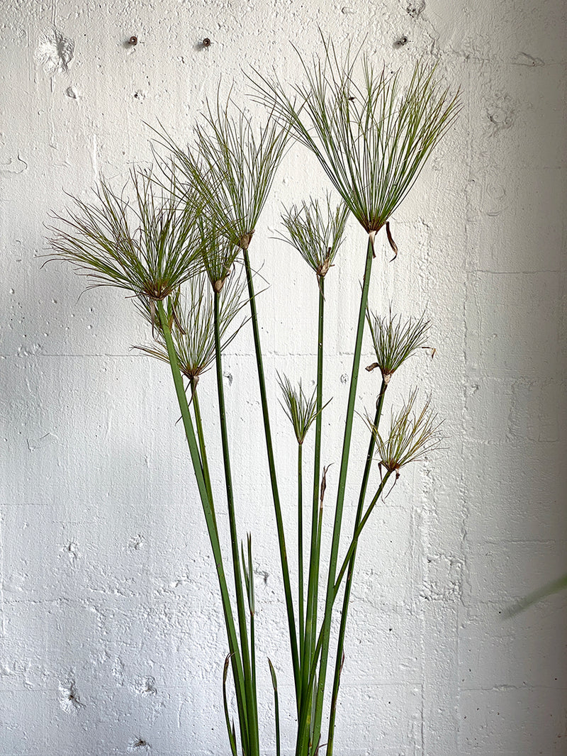 Cyperus papyrus