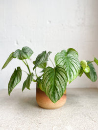 Philodendron 'Mamei'