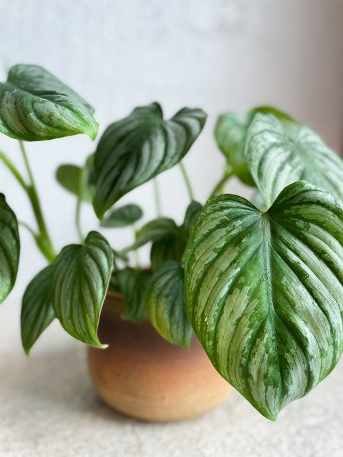 Philodendron 'Mamei'