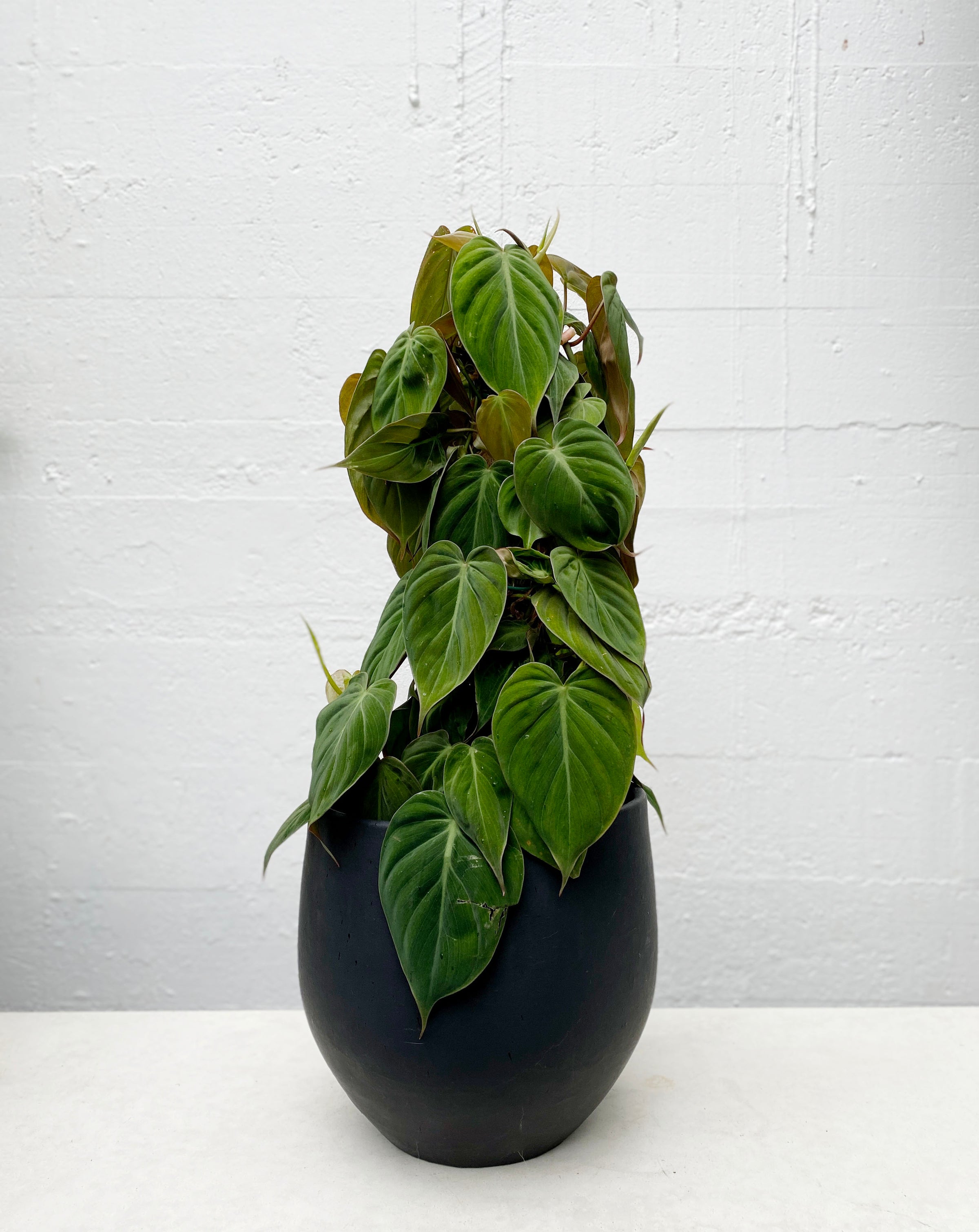 philodendron mi Philodendron micans – Babylon Store