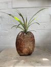 Pineapple (queen) in coconut shell