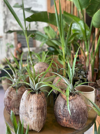 Pineapple (queen) in coconut shell