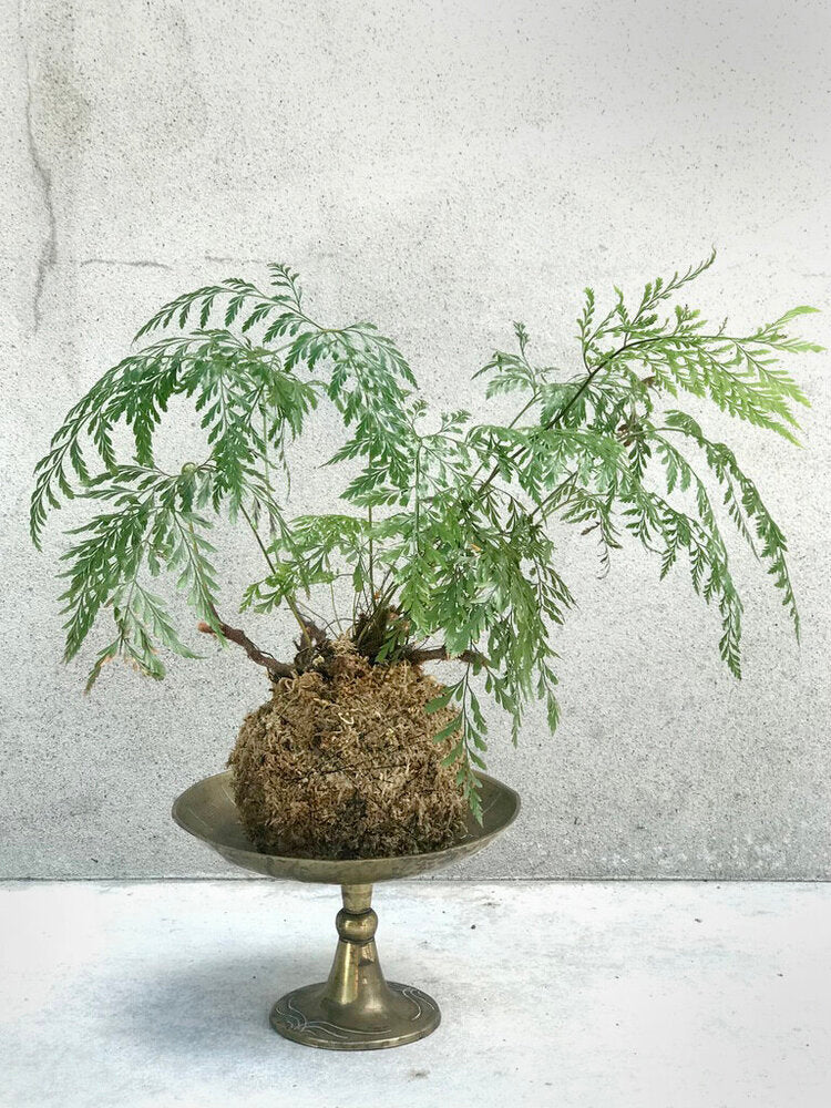 Rabbits Foot Fern Kokedama