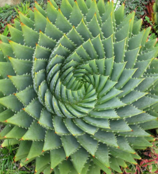 Aloe polyphylla  (Spiral Aloe)