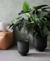 Vig planter